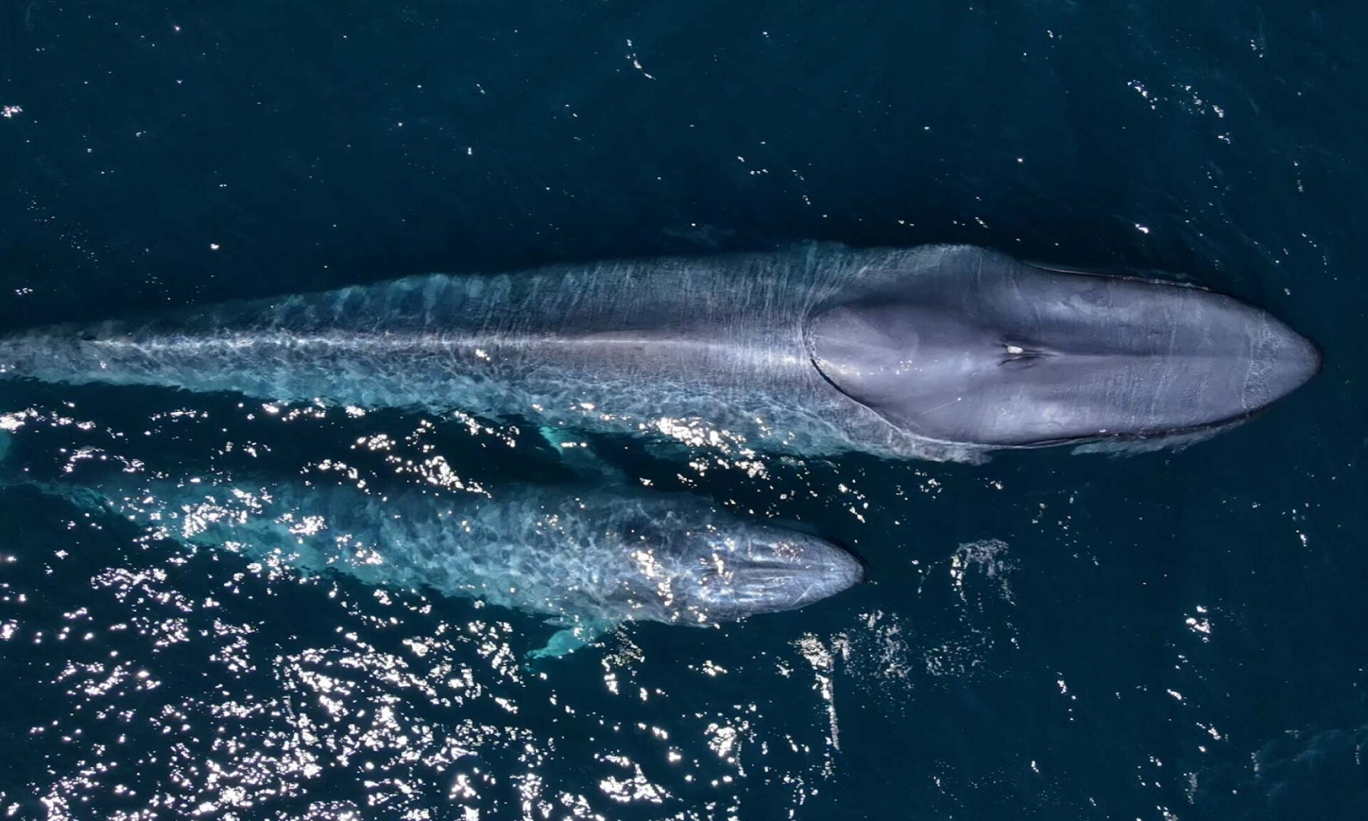 Blue Raspberry Whales Best Place to See Blue Whales: The Baja Blues | Baja Expeditions