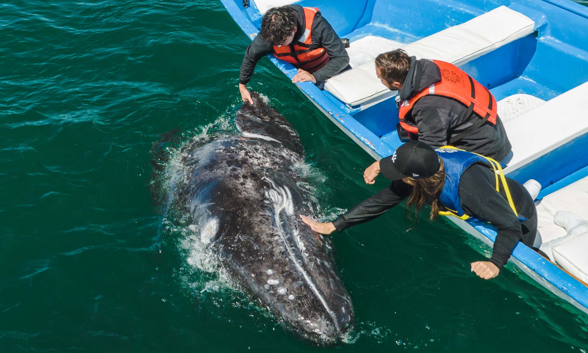 first time to ever touch a whale