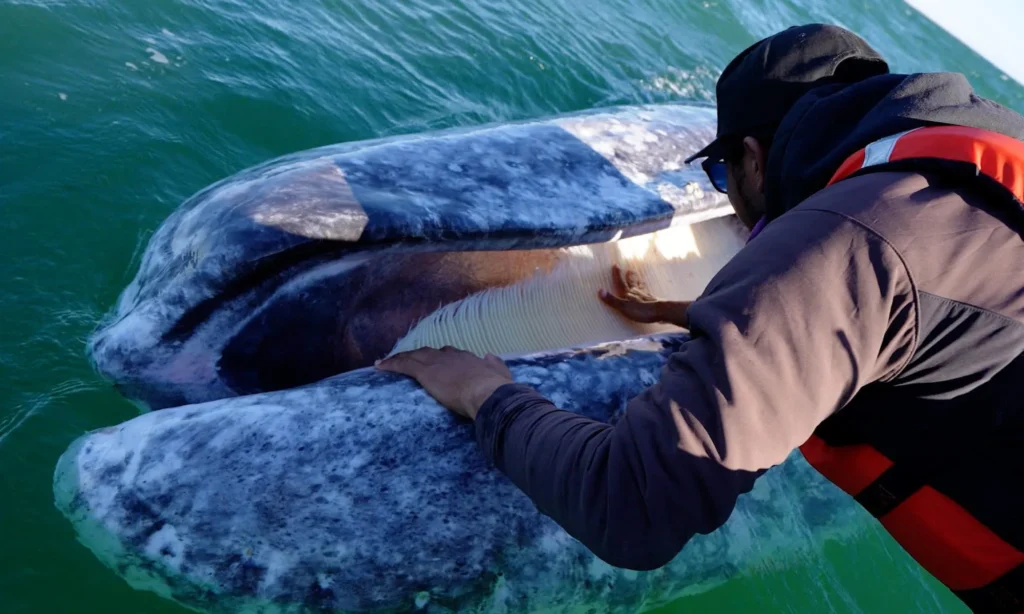 gray whale whatching san ignacio lagoon