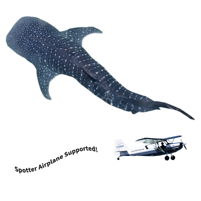 Ultimate Whale Sharks - Sea of Cortez