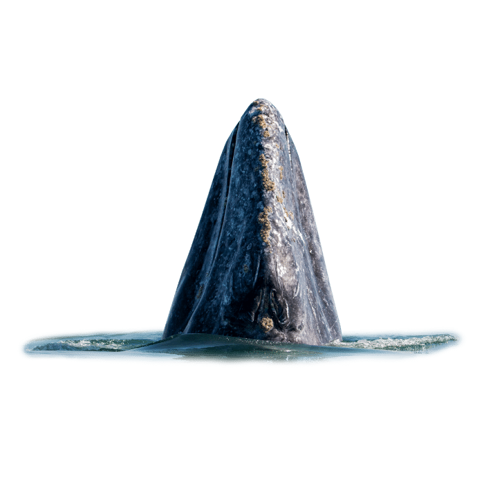 San Ignacio Gray Whales Glamping