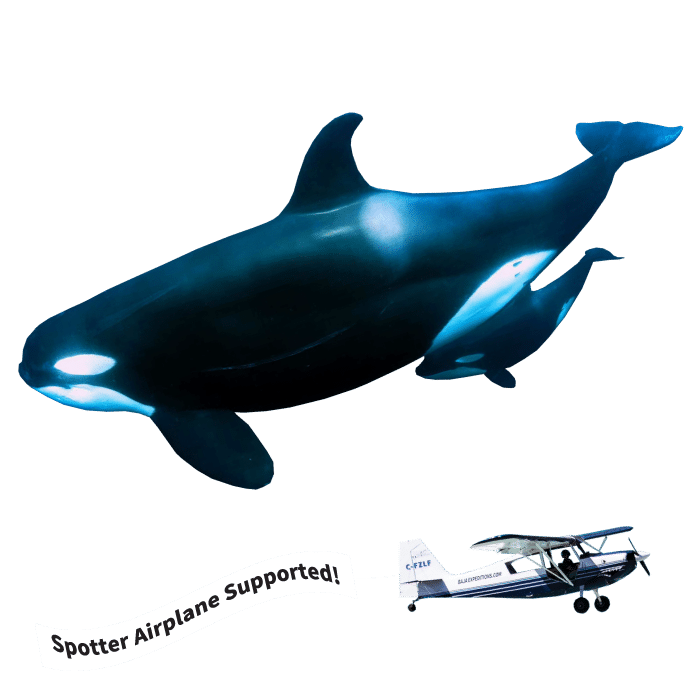 Mobula Rays & Orca Adventure