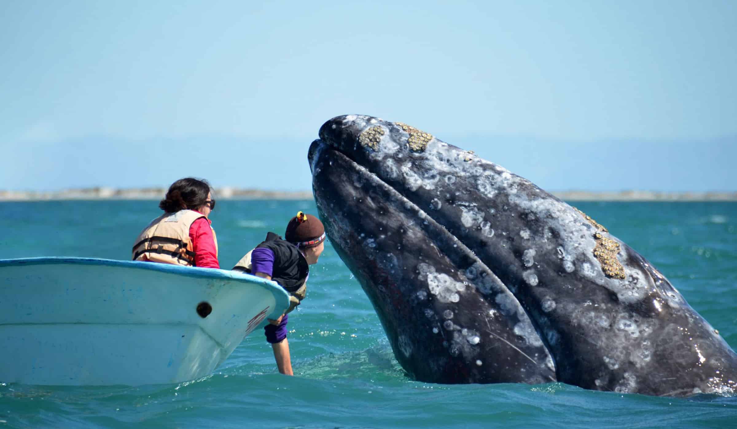 Baja California whale watching