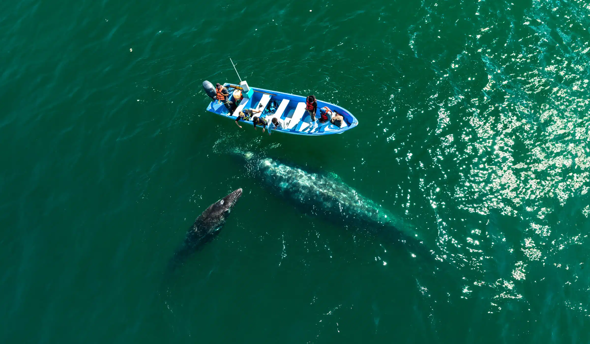 San Ignacio Lagoon