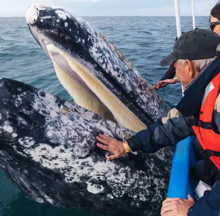 San Ignacio lagoon baja gray whales