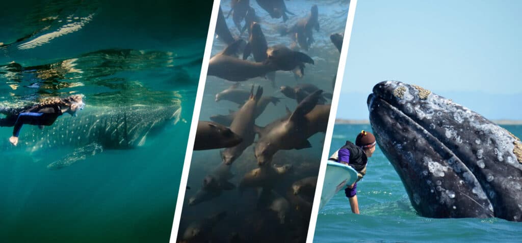 Some of Baja California Sur's top wildlife: whale sharks, sea lions and gray whales.