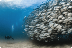 Loreto scuba diving trip