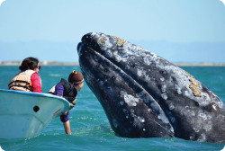 Magdalena Bay Sardine Run