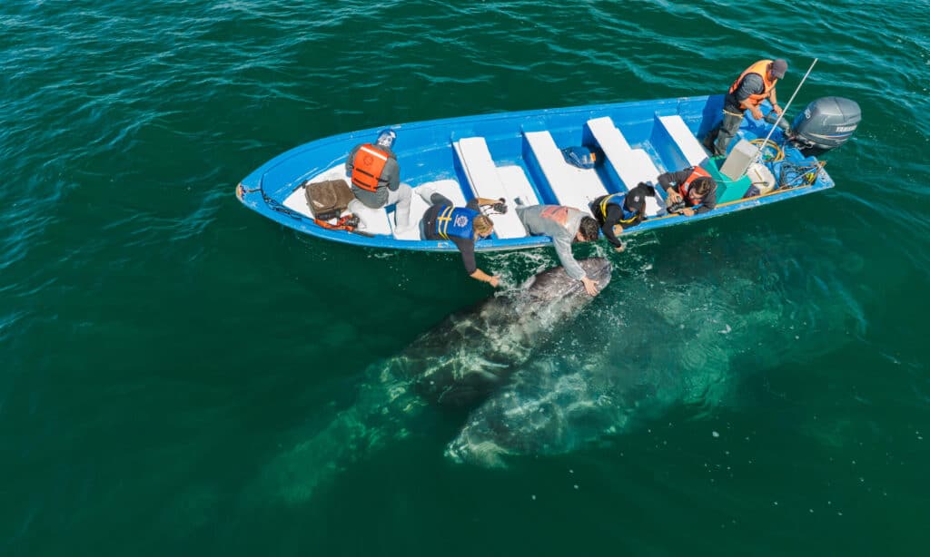 Gray whales around a boat in San Ignacio Lagoon, Baja California Sur on a whale watching adventure