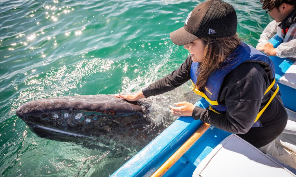 Whale Watching in San Ignacio Lagoon, Baja California Sur