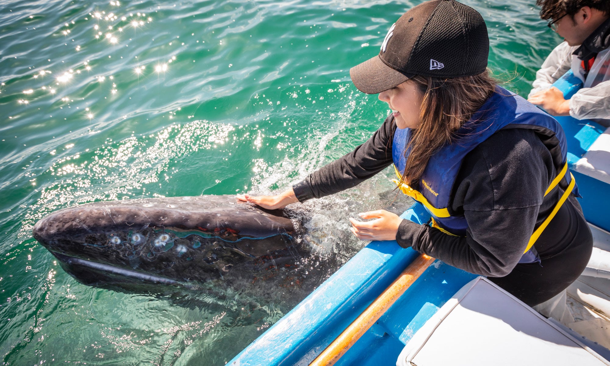 Whale Watching in San Ignacio Lagoon, Baja California Sur