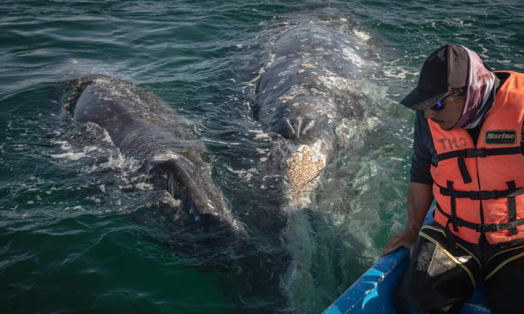 two gray whales close to a whale watching boat in San Ignacio, Mexico