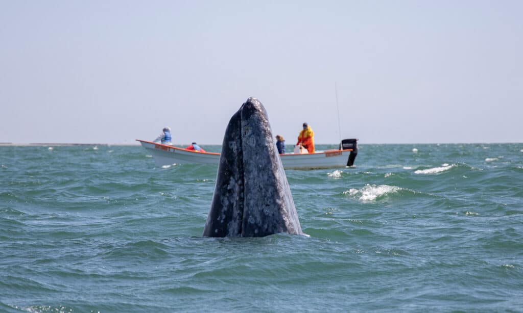 Gray whale spy hopping in San Ignacio lagoon and a whale watching panga in the background