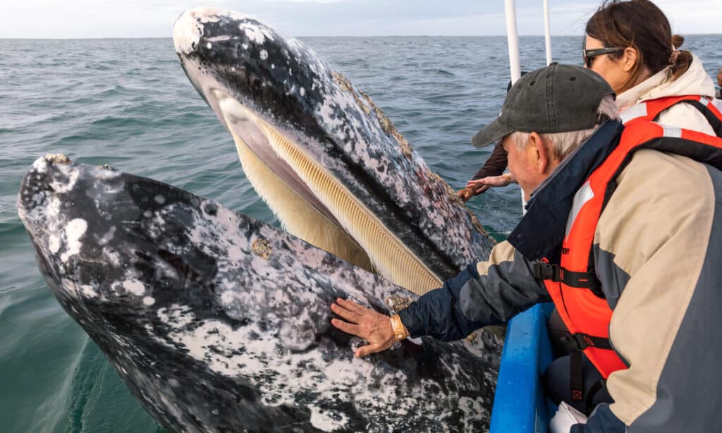 Man touching a gray whale in San Ignacio Lagoon whale watching trip