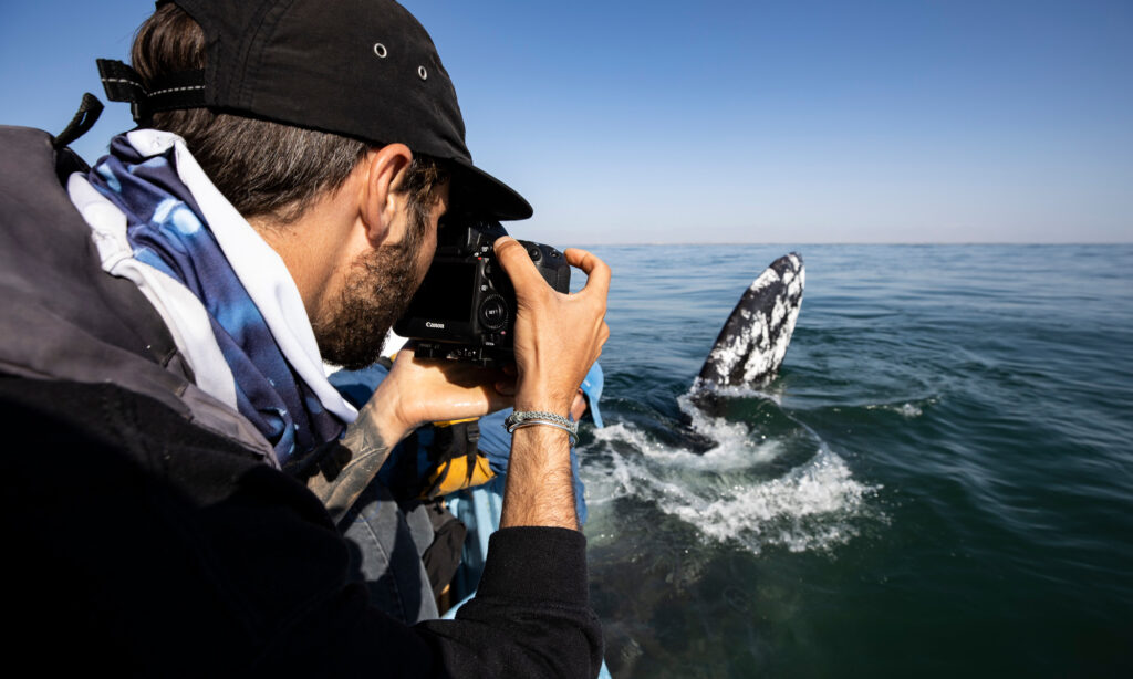Man taking a close-up photo of a gray whale while whale watching in San Ignacio Lagoon, Baja California.