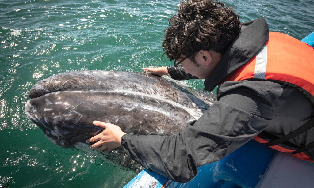 Gray Whale Watching in San Ignacio Lagoon: Life Changing
