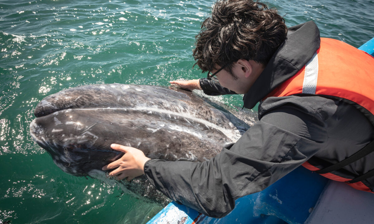 Gray Whale Watching in San Ignacio Lagoon: Life Changing