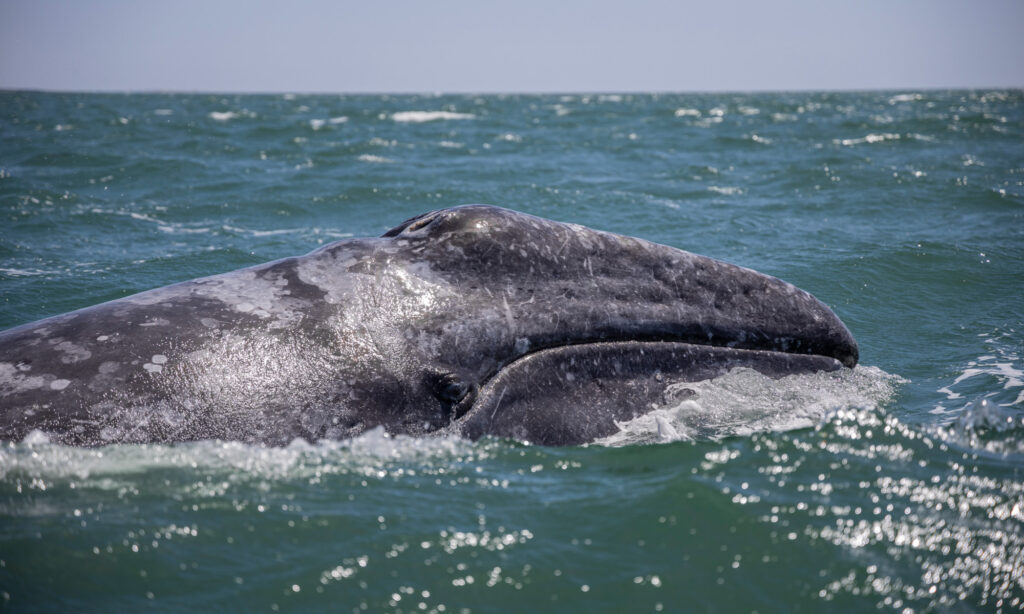 Gray whale in San Ignacio Lagoon in Baja California Sur swimming in the whale watching area