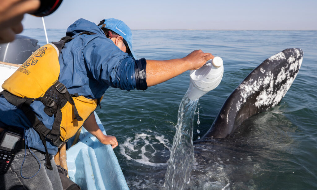 Splashing water at a gray whale in San Ignacio Lagoon whale watching expedition in Baja California Sur