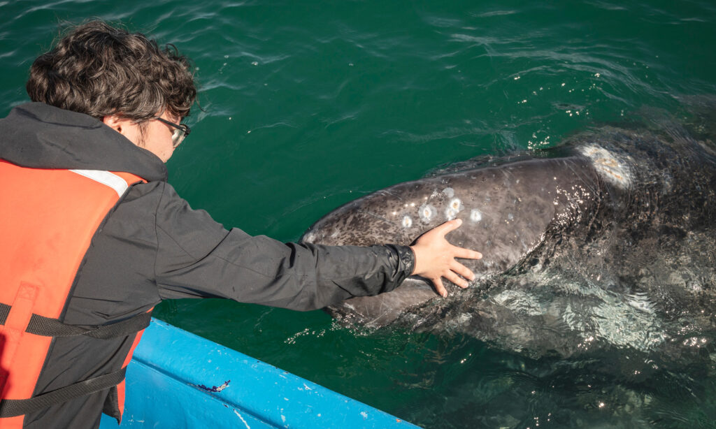 Man touching a gray whale on a whale watching expedition