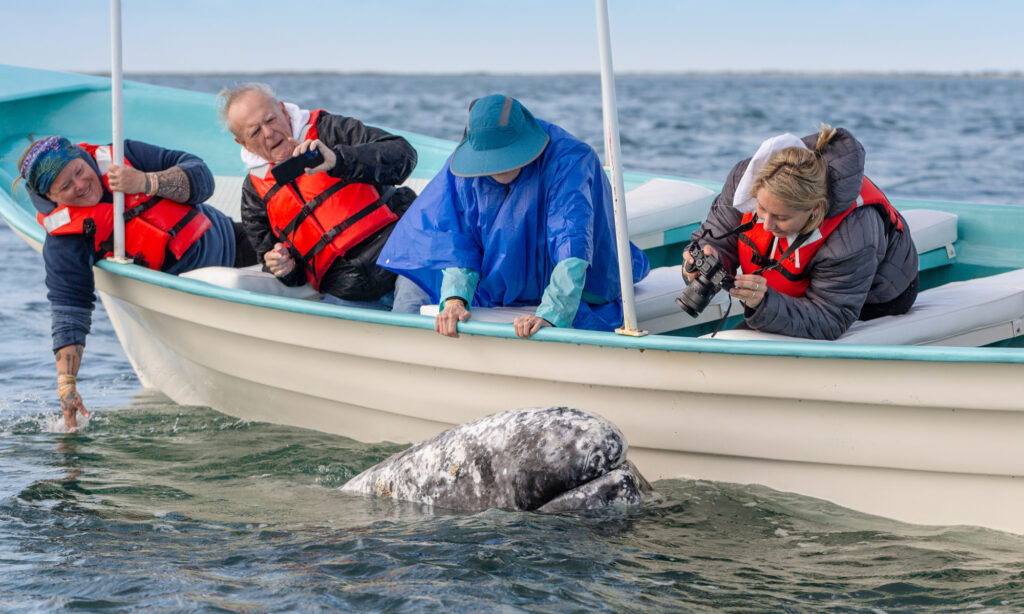 People taking photos of a gray whale