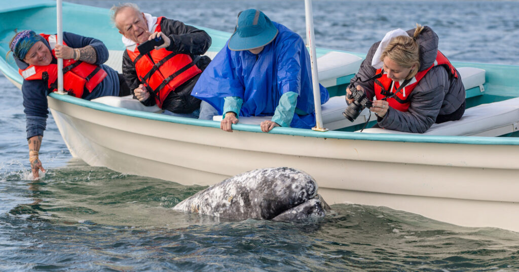 People whale watching and taking photos of a gray whale in whale watching tour in Mexico