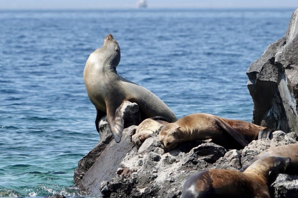 Family of sea lions resting on a rock