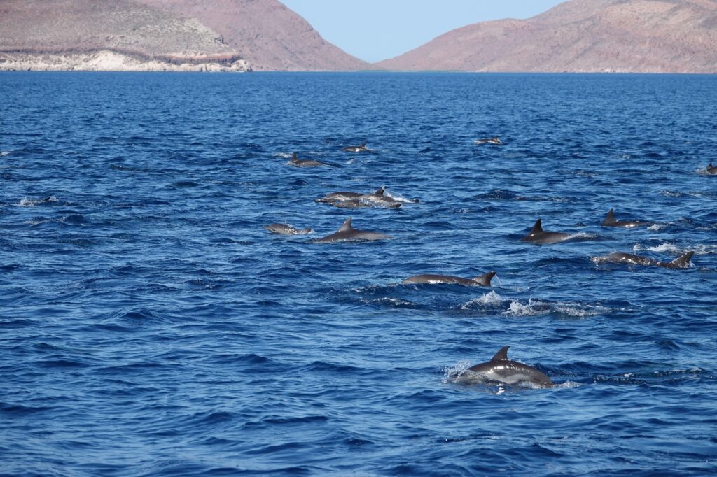 Pod of dolphins swimming in the Sea of Cortez