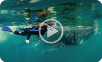 san-ignacio-whale-sharks