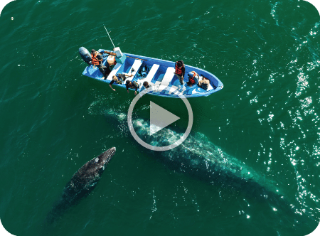 image-whale