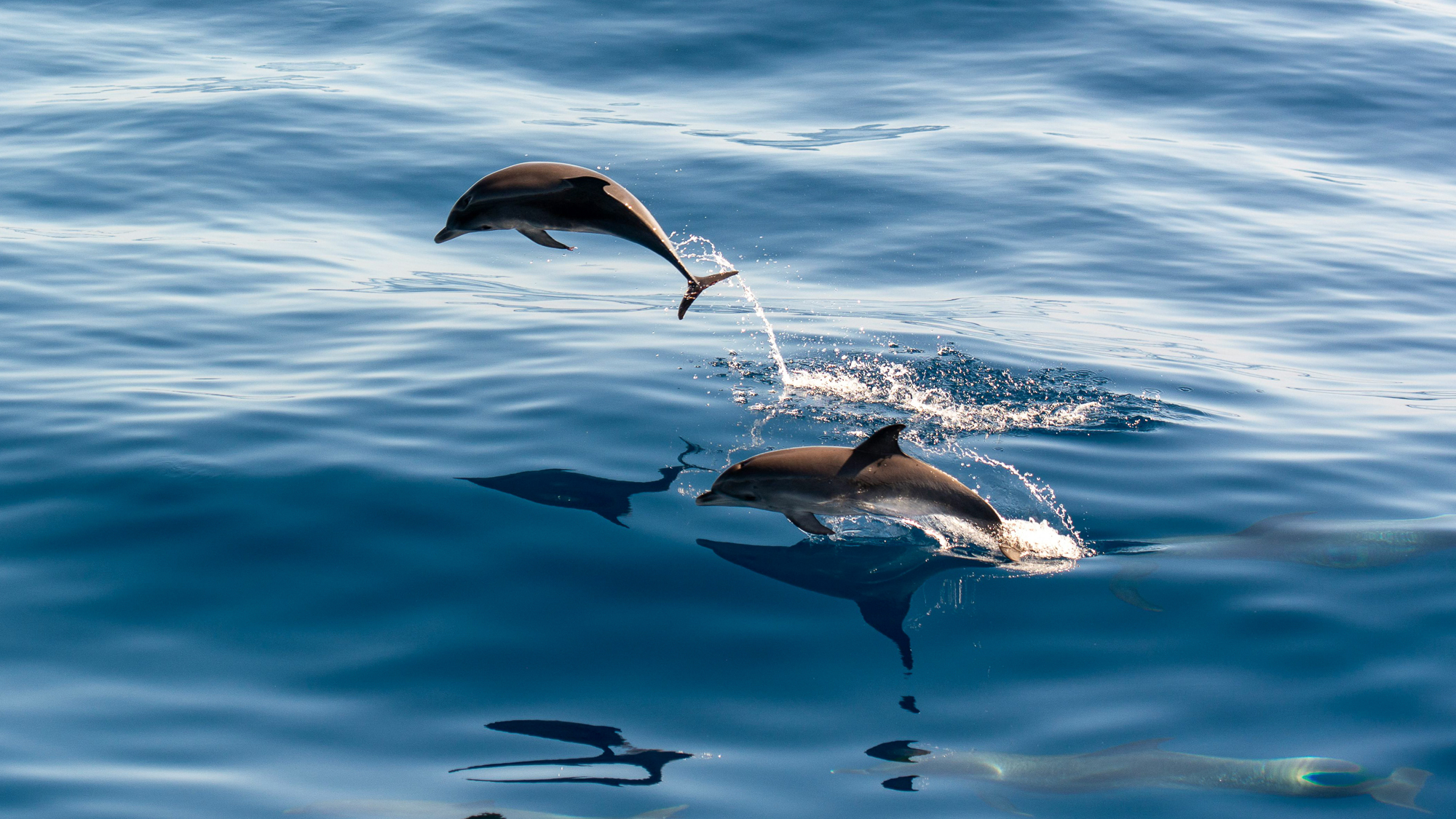 Two dolphins jumping out of the sea while swimming together