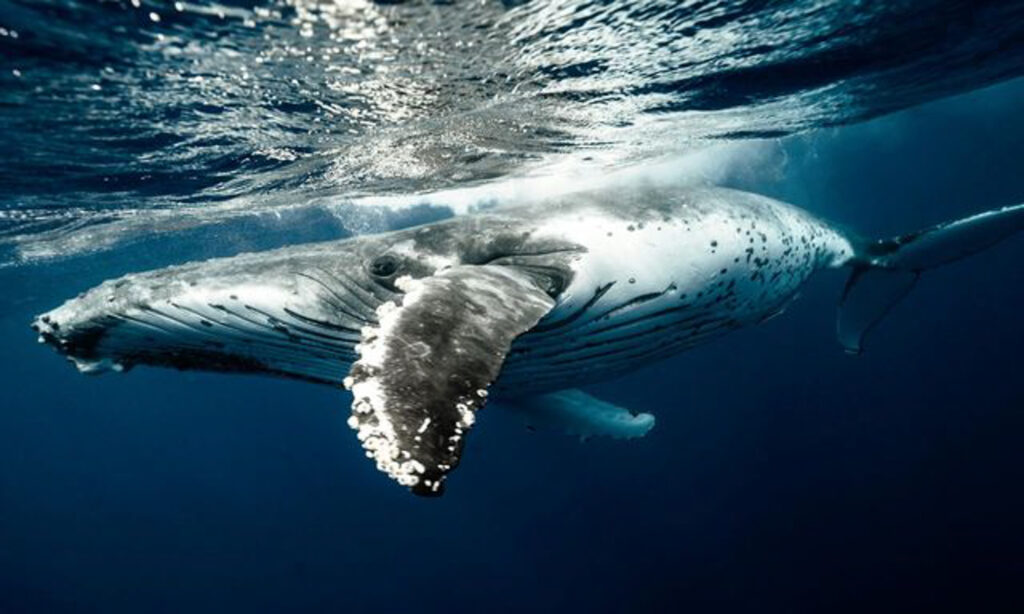 Humpback whale swimming underwater