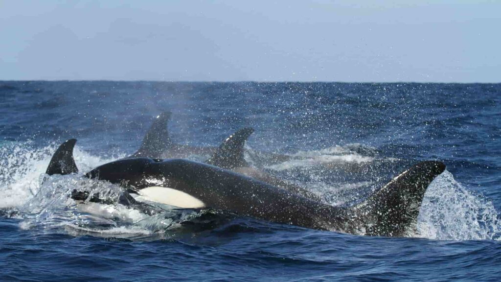 Orca, otherwise called killer whales, swimming at the surface