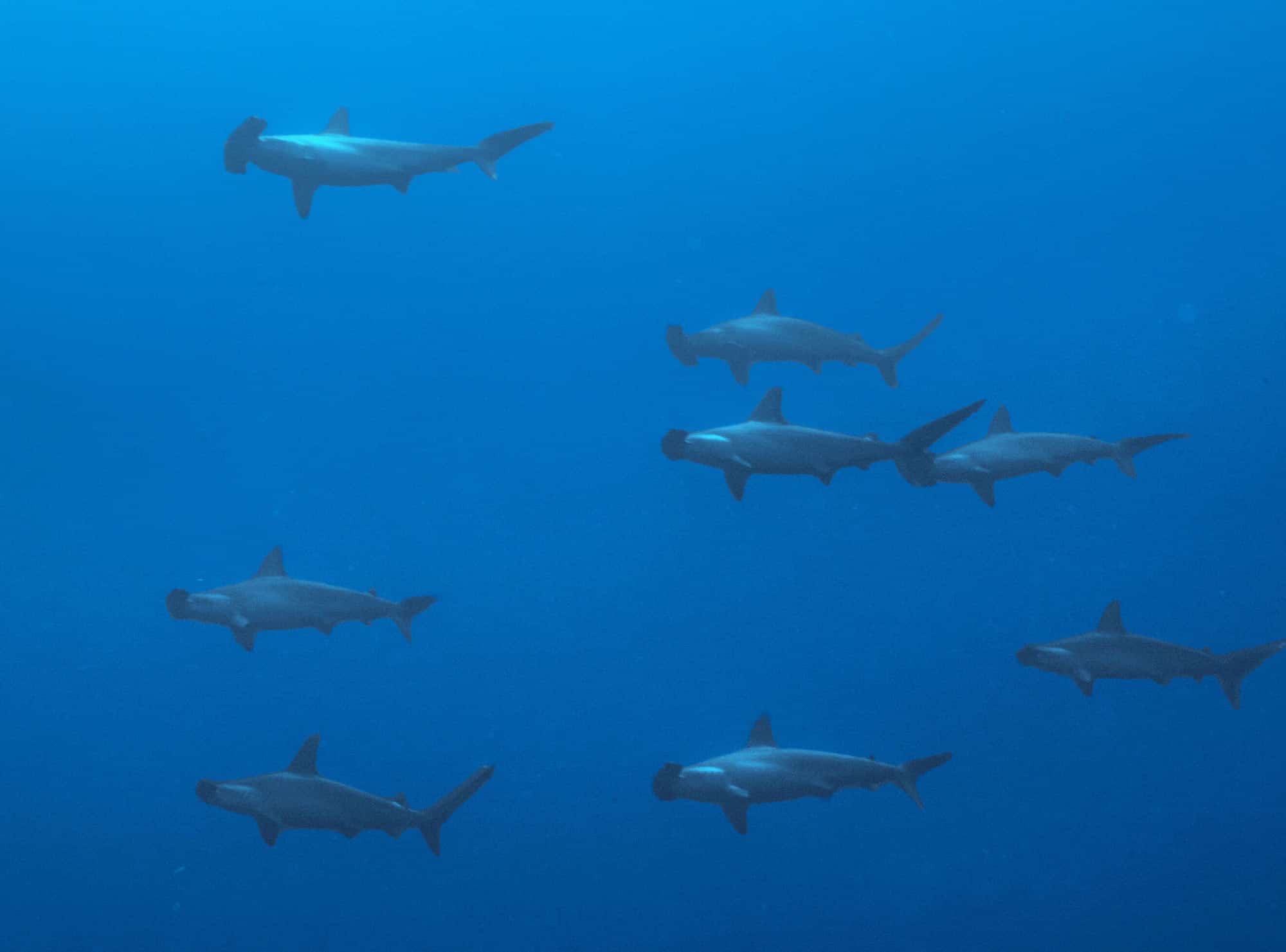 Dive Gordo Banks - Hammerheads sharks