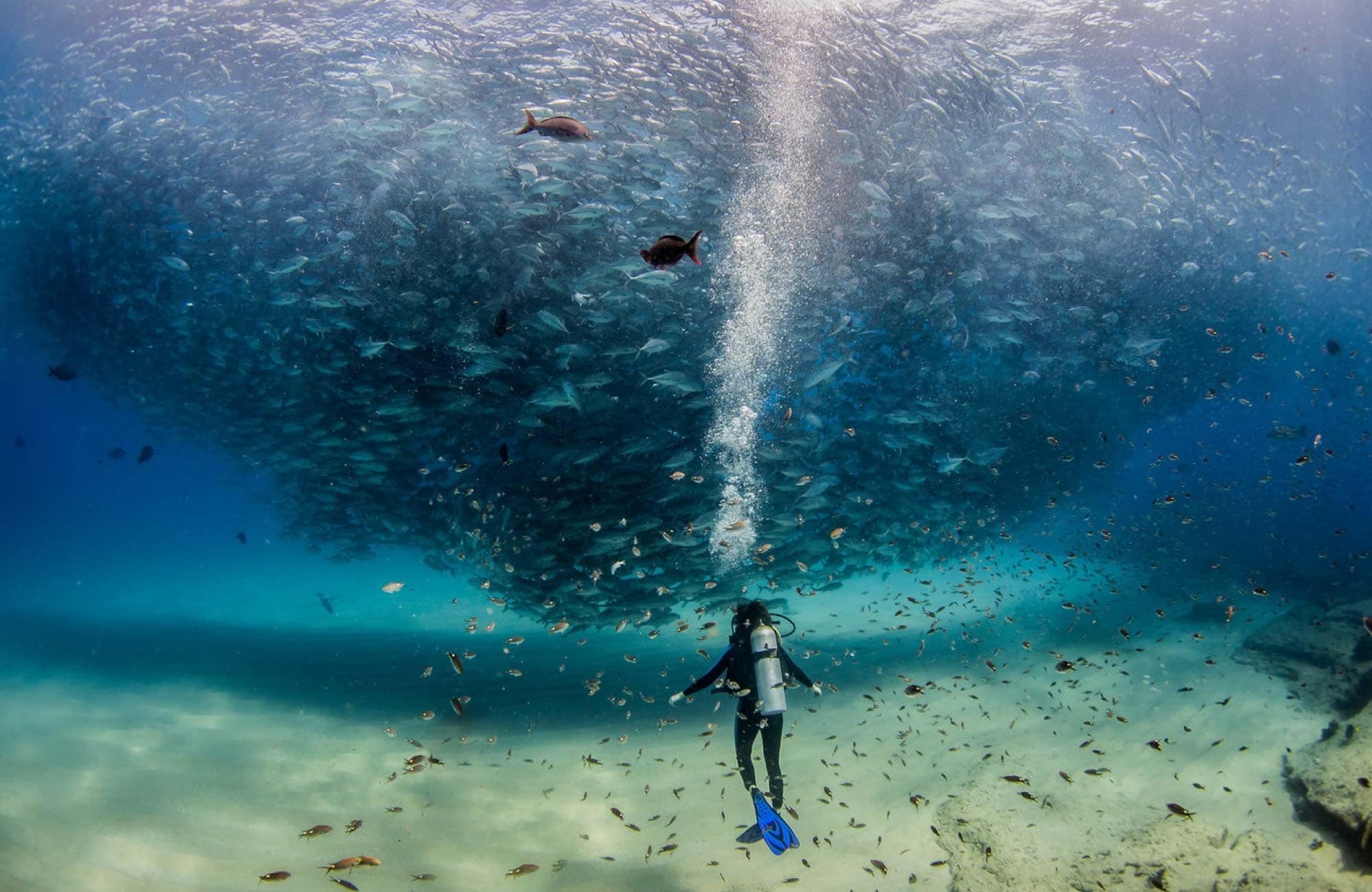 Cabo San Lucas Day Diving