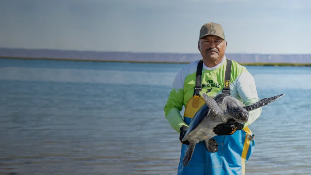 Rescuing an endangered sea turtle with EcoTortugas, family-run turtle conservation centre at San Ignacio Lagoon, Mexico