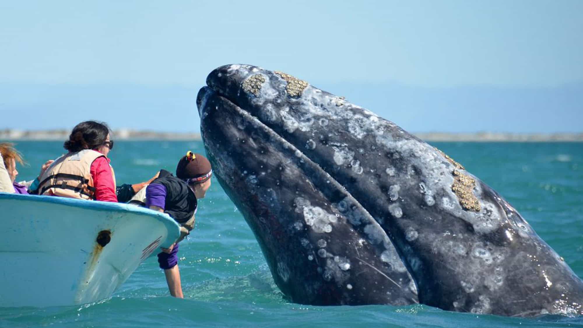 Mother and calf gray whales