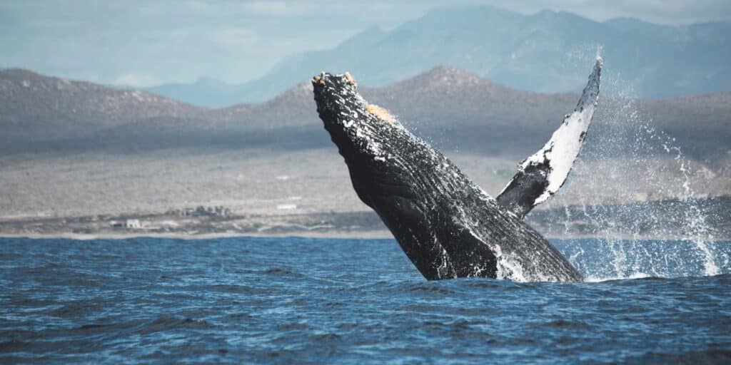 Cabo whale watching, humpback breaching