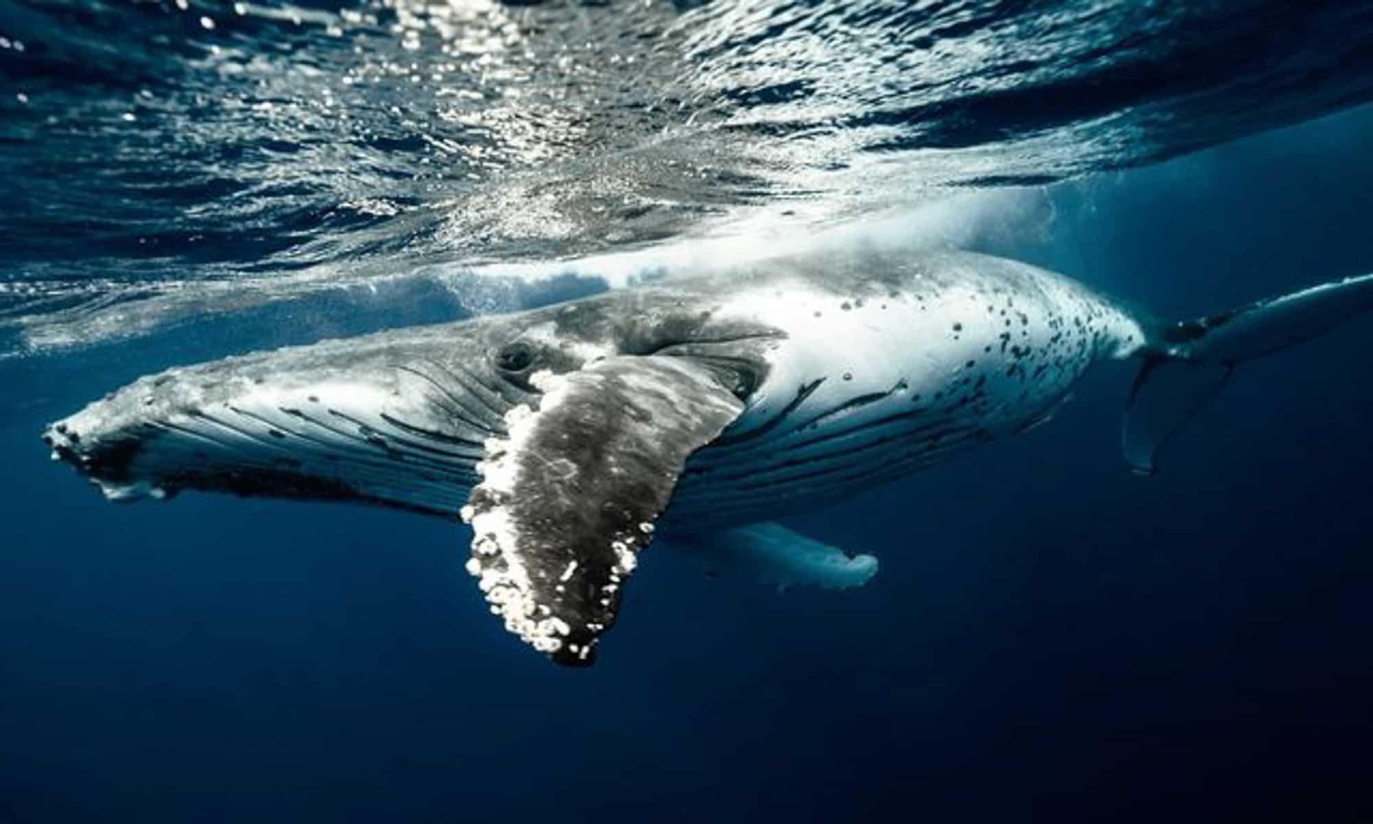 Whale breaching in front of Baja coastline