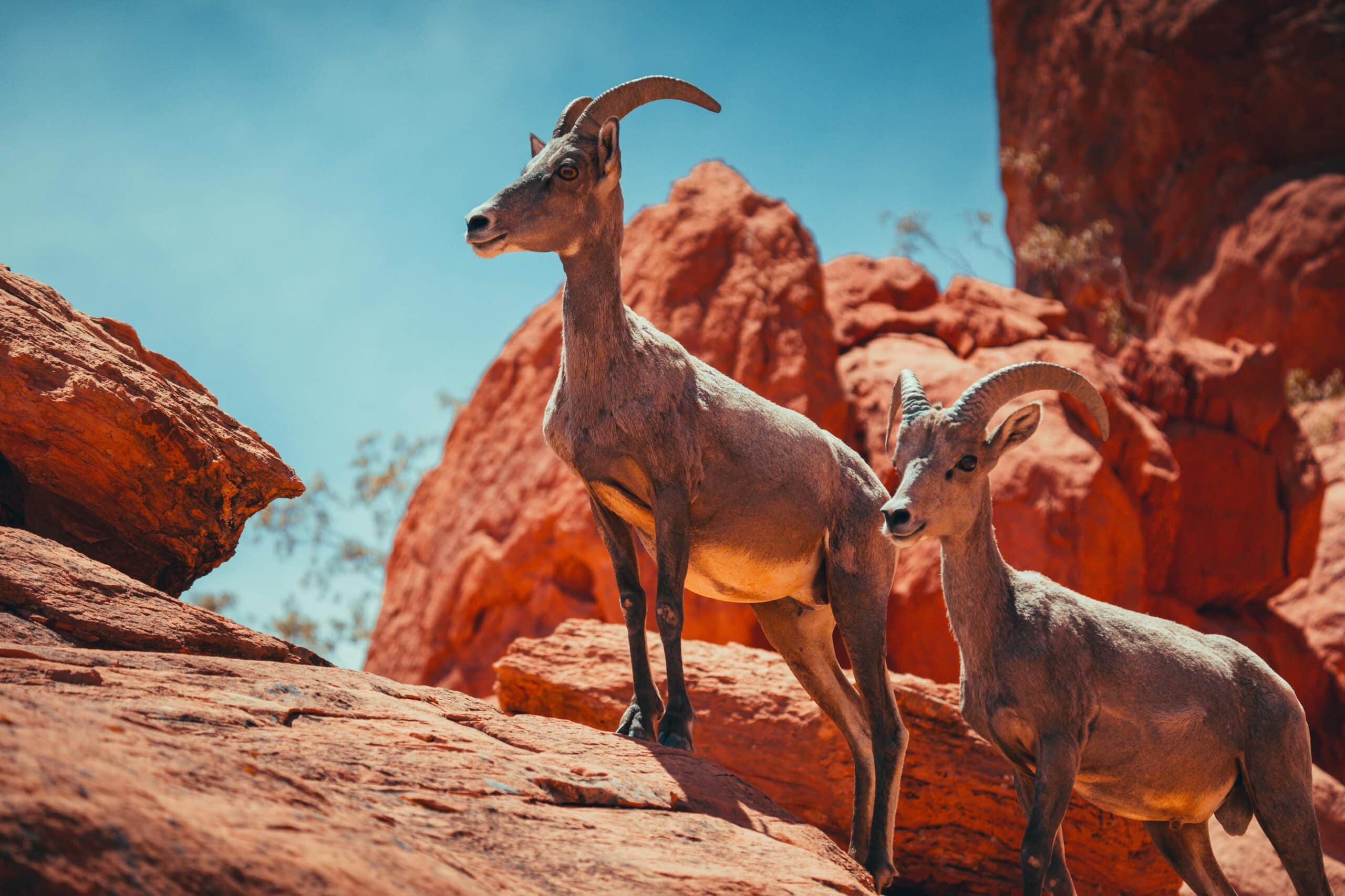 Pair of desert bighorn sheep standing on orange rocks