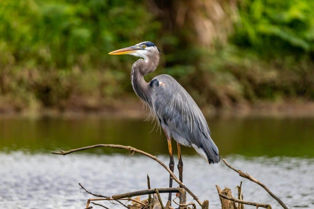 Heron standing in a wetland habitat. Backdrop of water and vegetation.