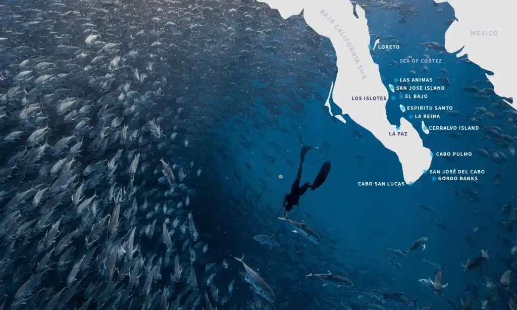 Map of Baja California Sur overlayed with a freediver and a large school of fish.