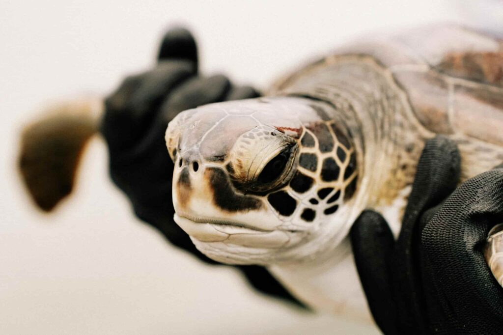 Monitoring endangered sea turtles