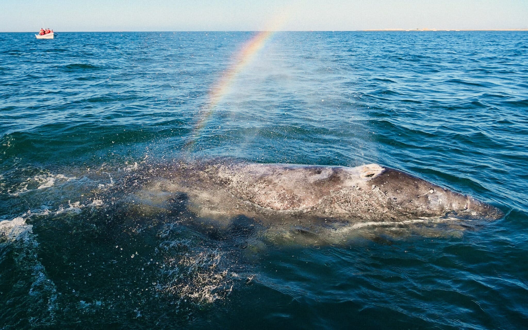 Why Are Gray Whales at San Ignacio Lagoon So Friendly?