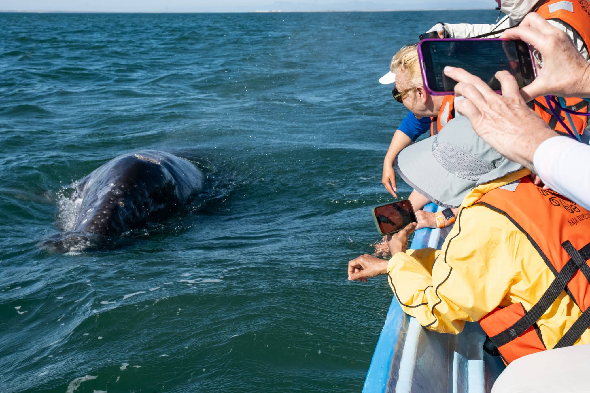What Is the Best Time for Whale Watching?