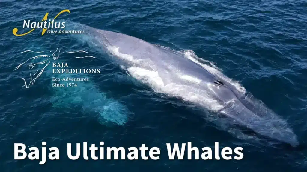 Baja-Ultimate-Whales