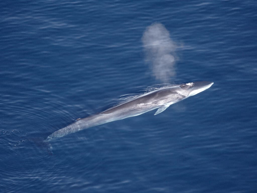 Blue Whales