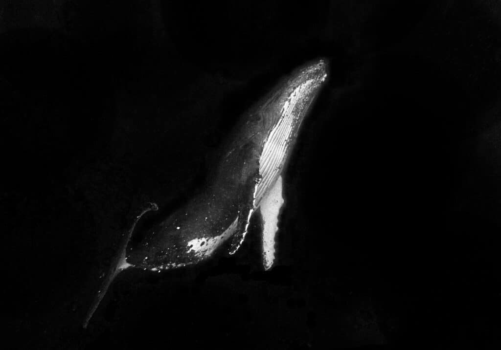 Humpback underwater in grayscale