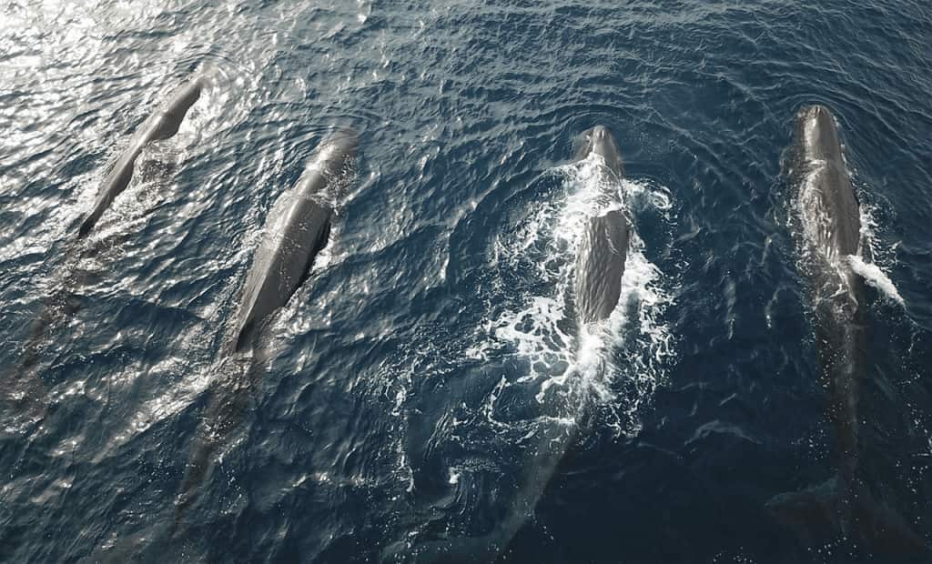 Bryde’s Whales