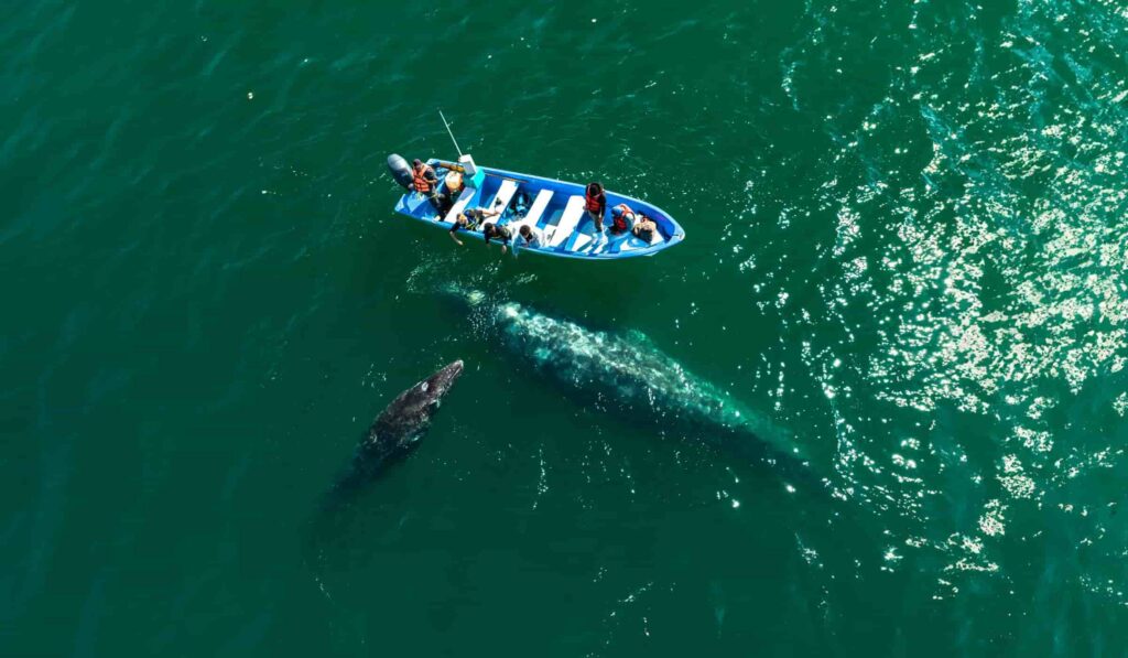 San ignacio lagoon gray whale watching